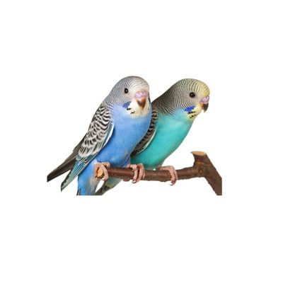 UNDULAT Melopsittacus undulatus