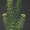 Plastplante Ambulia 20Cm