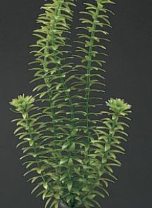 Plastplante Ambulia 20Cm