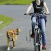 Doggy Guide Bicycleleading Device