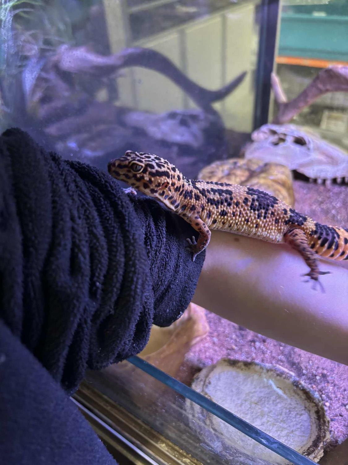 LEOPARDGEKKO, 'Kioko' Eublepharis macularis