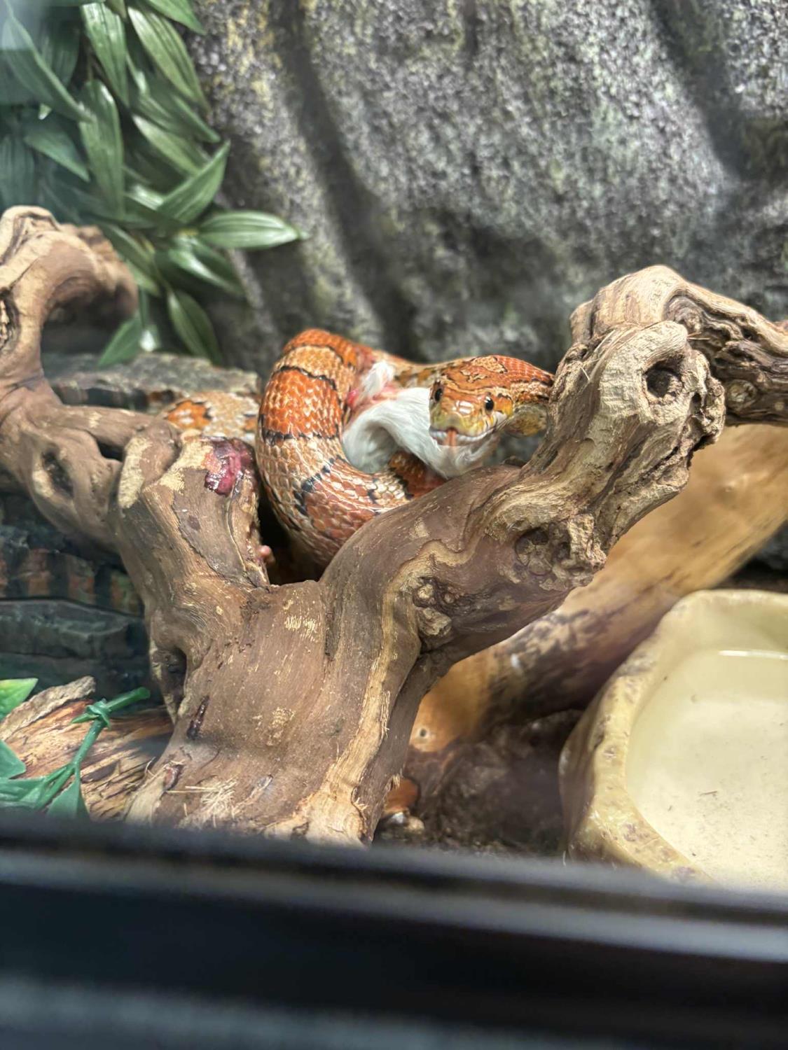 KORNSNOK "Diablo" Pantherophis guttatus