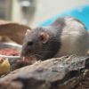 DUMBOROTTE "Embla" Rattus norvegicus