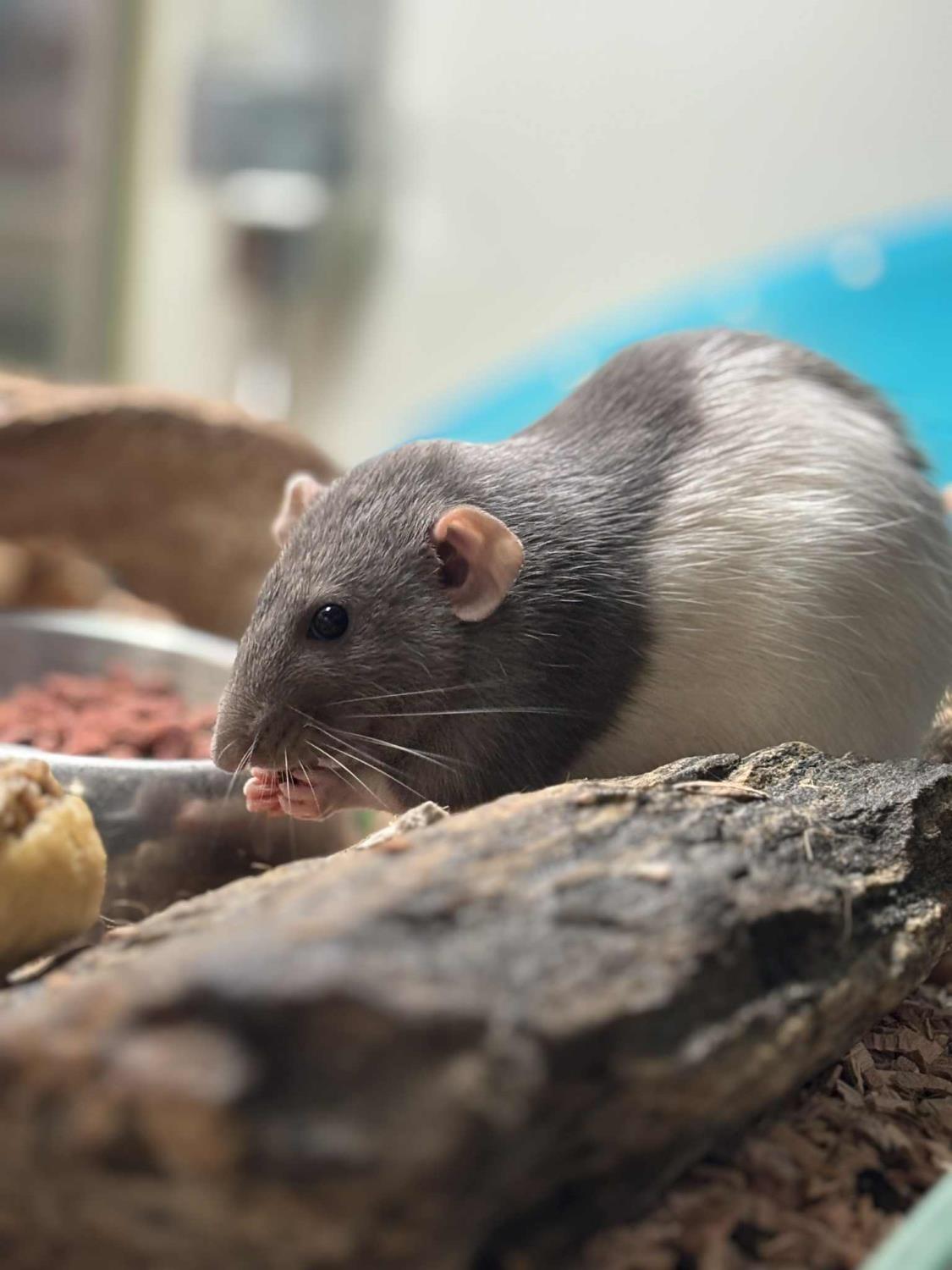 DUMBOROTTE "Embla" Rattus norvegicus