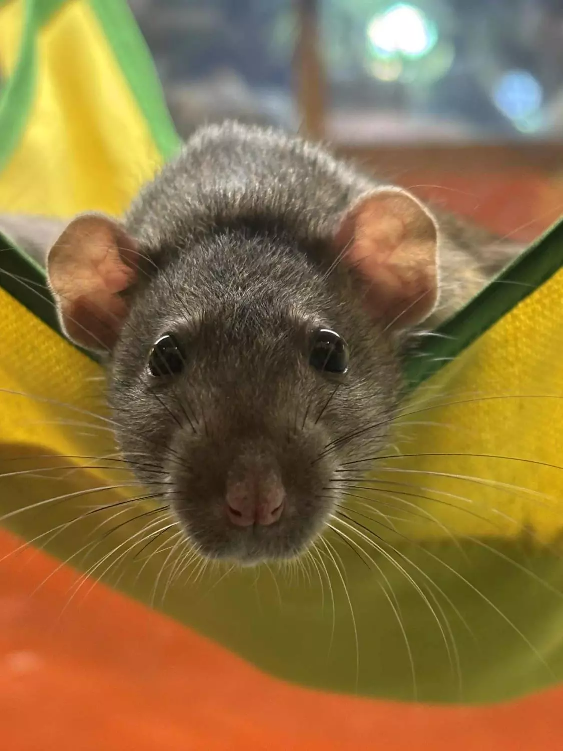 DUMBOROTTE "Elise" Rattus norvegicus