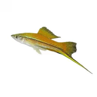 SVERDDRAGER L/XL, (over 6cm.) Xiphophorus hellerii