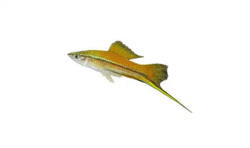 SVERDDRAGER L/XL, (over 6cm.) Xiphophorus hellerii