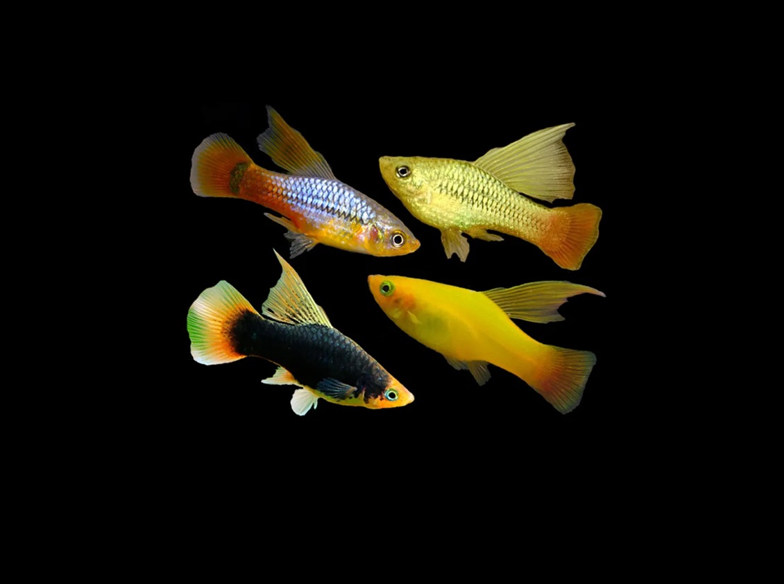 PLATY 'Hi-Fin'' Xiphophorus maculatus