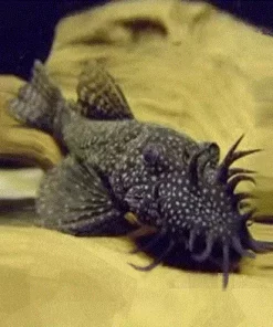 ANCISTRUS Sp. S <4cm.