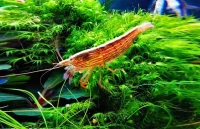 BERGREKE Viftereke, Atyopsis moluccensis