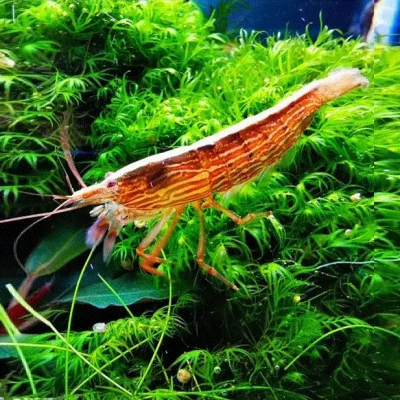 BERGREKE Viftereke, Atyopsis moluccensis