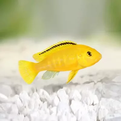 GOLDEN, Labidocromis caeruleus (Malawi)