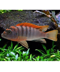 HONGI 'Sweden' Labidochromis sp.