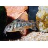 PANSERMALLE Flekket, Corydoras paleatus, 2,5-3cm