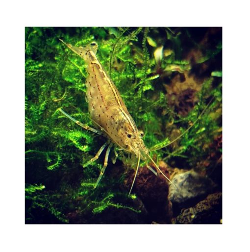 AMANOREKE Caridina multidentata japonica