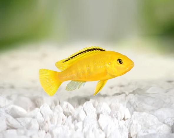 GOLDEN, Labidocromis caeruleus