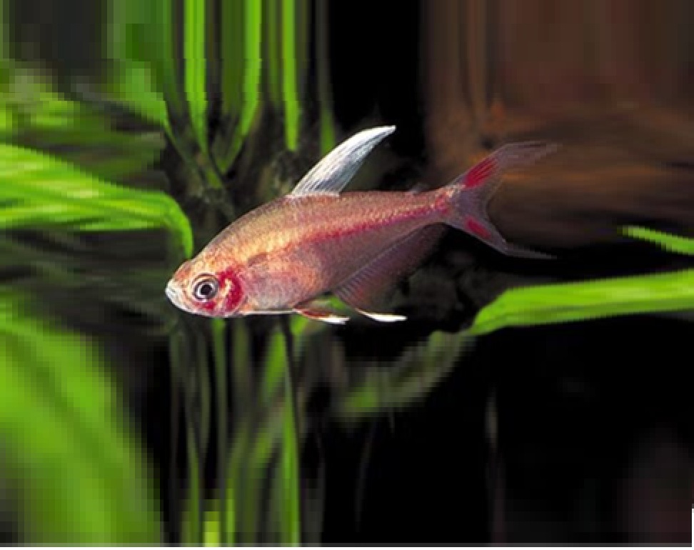 ROSENTETRA 'Hvitfinnet' Hyphessobrycon cf rosaceus whitefin