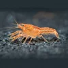MEKSIKANSK DVERGKREPS Cambarellus patzcuarensis
