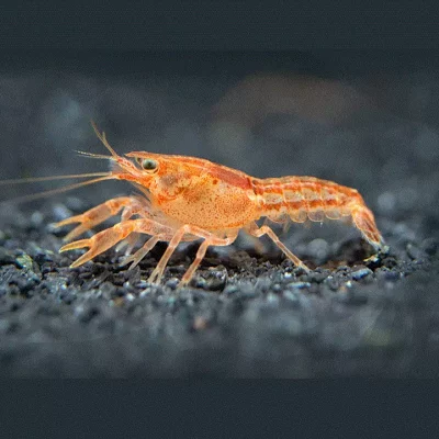 MEKSIKANSK DVERGKREPS Cambarellus patzcuarensis