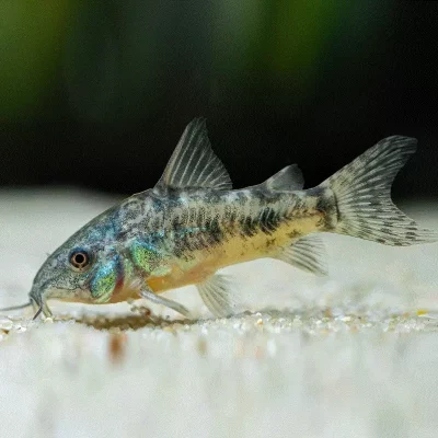 PANSERMALLE 'Flekket', Hoplisoma paleatus