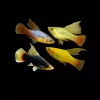 PLATY 'Hi-Fin'' Xiphophorus maculatus