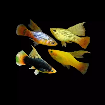 PLATY 'Hi-Fin'' Xiphophorus maculatus