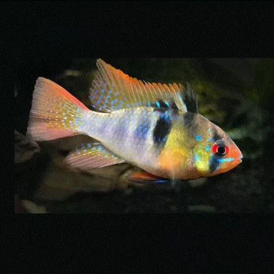 SOMMERFUGLCIKLIDE Microgeophagus ramirezi