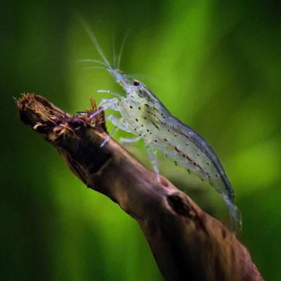 AMANOREKE 2-3,5cm. Caridina multidentata