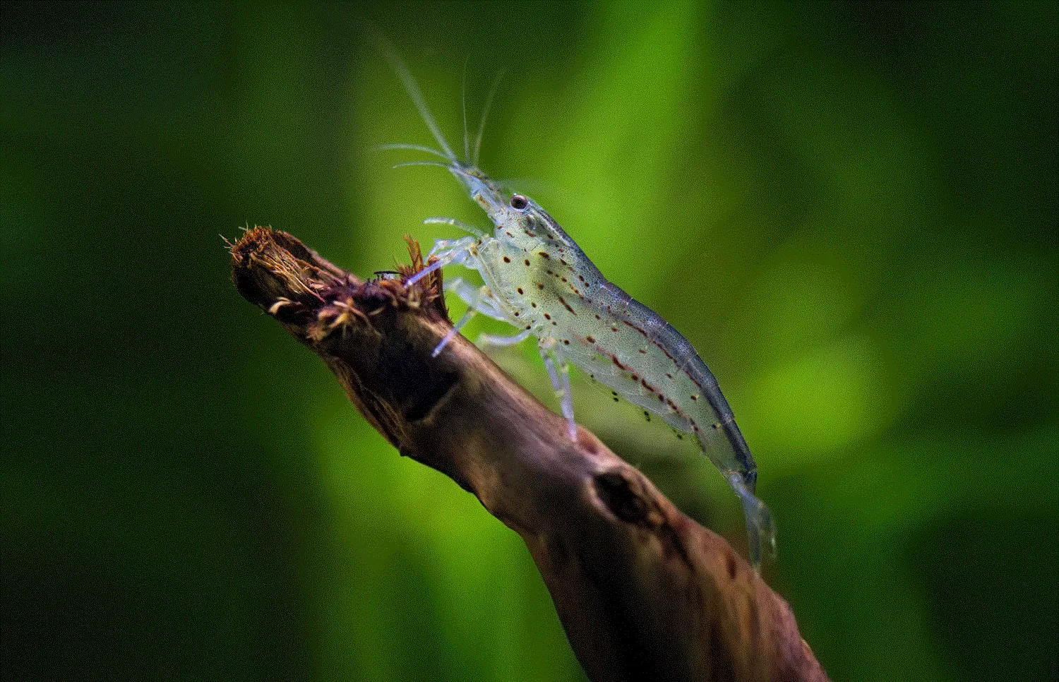 AMANOREKE 2-3,5cm. Caridina multidentata