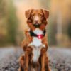 gallery-5-for-5710482001017
