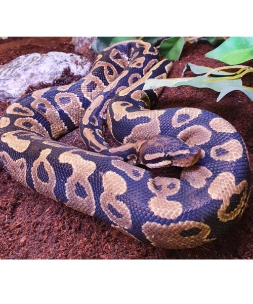 KONGEPYTON "Dennis" Python regius