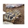 GRESK LANDSKILPADDE Testudo Hermanni