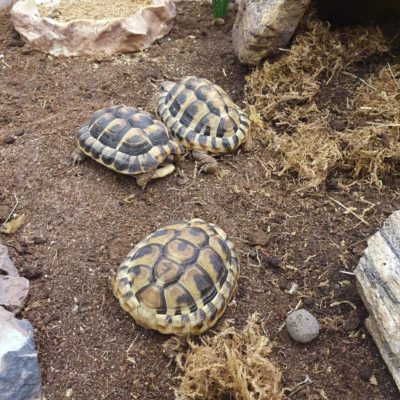 gallery-17-for-100594