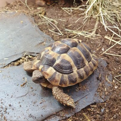 gallery-19-for-100594