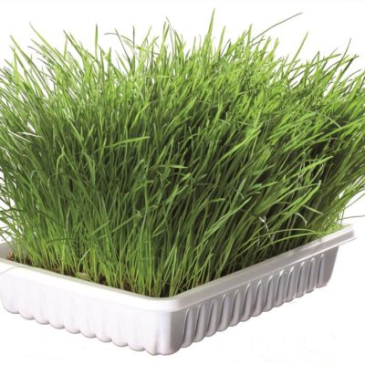 gallery-205-for-4011905042336