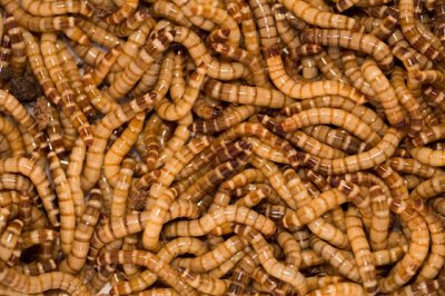 MELORM Tenebrio molitor, (Levende) ca. 500g. Eske, *Forhåndsbestilling