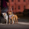 gallery-2747-for-6410329341892