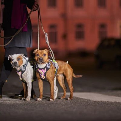 gallery-2747-for-6410329341892