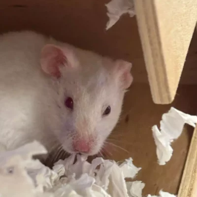 GULLHAMSTER "Sofie" Mesocricetus auratus