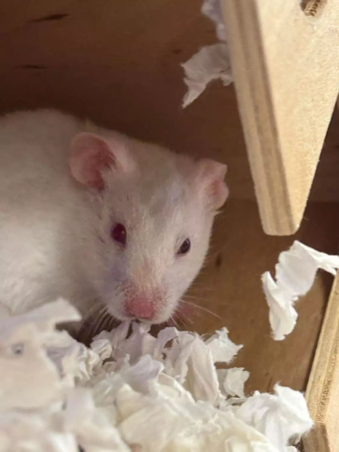 GULLHAMSTER "Sofie" Mesocricetus auratus