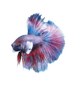 KAMPFISK HANN Betta splendens