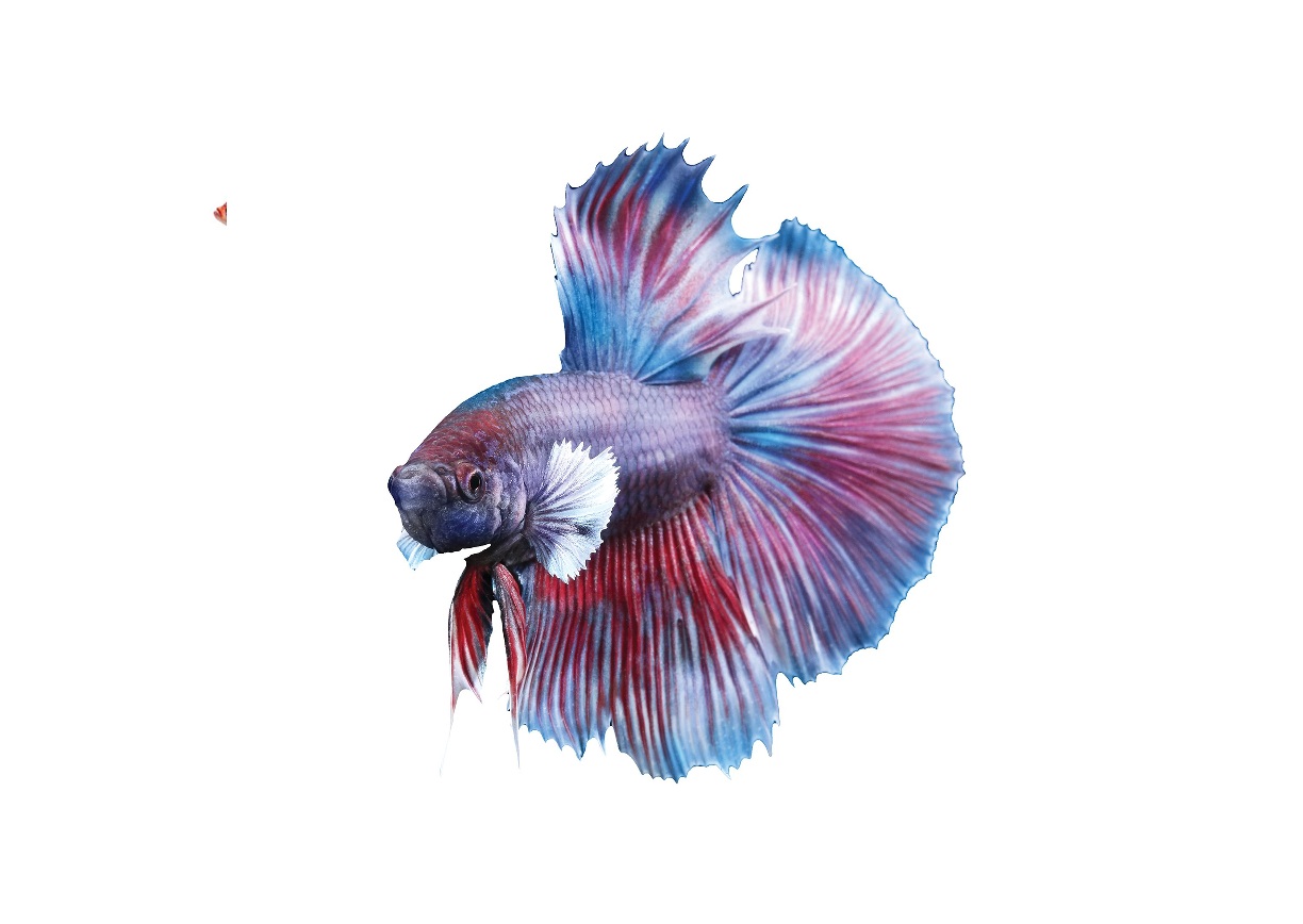 KAMPFISK HANN Betta splendens