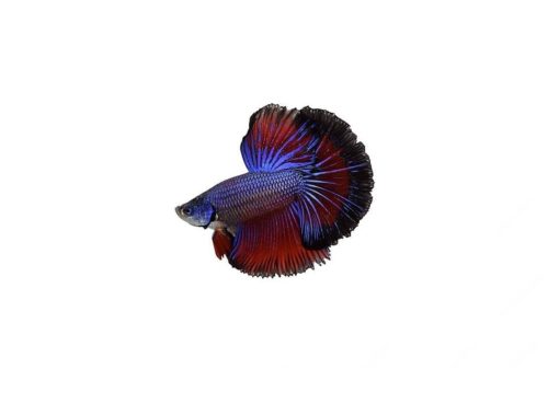 KAMPFISK HANN Betta splendens