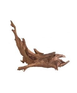 MANGROVEROT Small, 15-25cm.