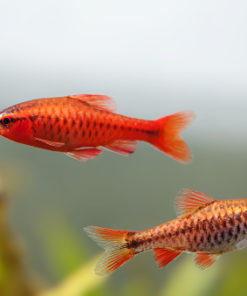 TITTEYABARBE Pontius/Barbus titteya