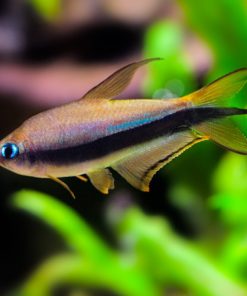 KEISERTETRA Nematobrycon palmeri