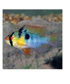 SOMMERFUGLCIKLIDE, 'Electric blue', Microgeophagus ramirezi