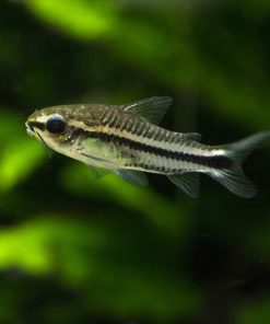 PANSERMALLE 'Pygmè' Gastrodermus pygmaeus