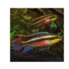 PALETTCIKLIDE Pelvicachromis pulcher