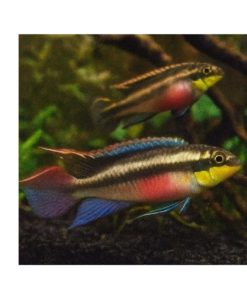 PALETTCIKLIDE Pelvicachromis pulcher